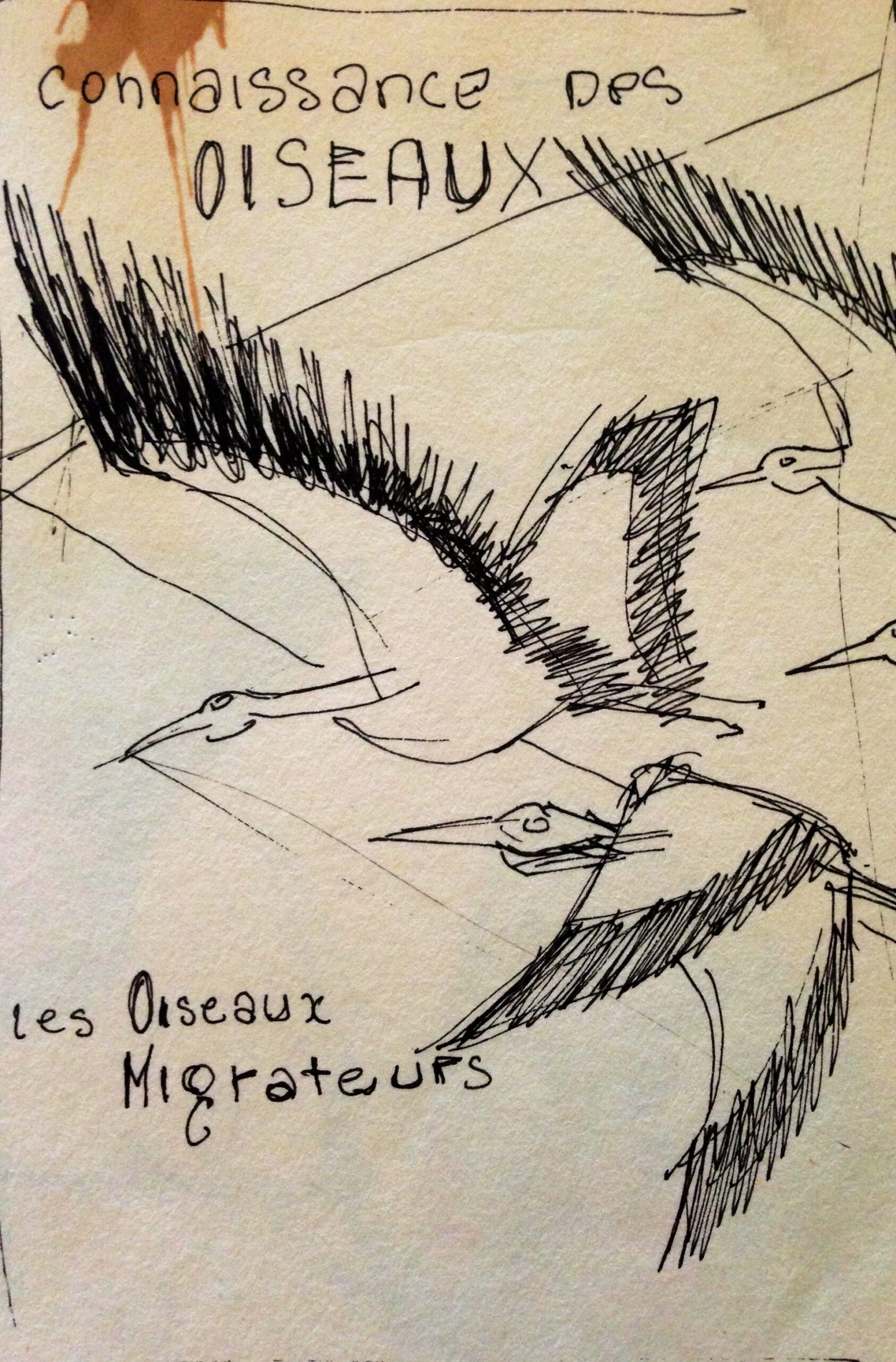 Oiseau blanc, oiseau noir