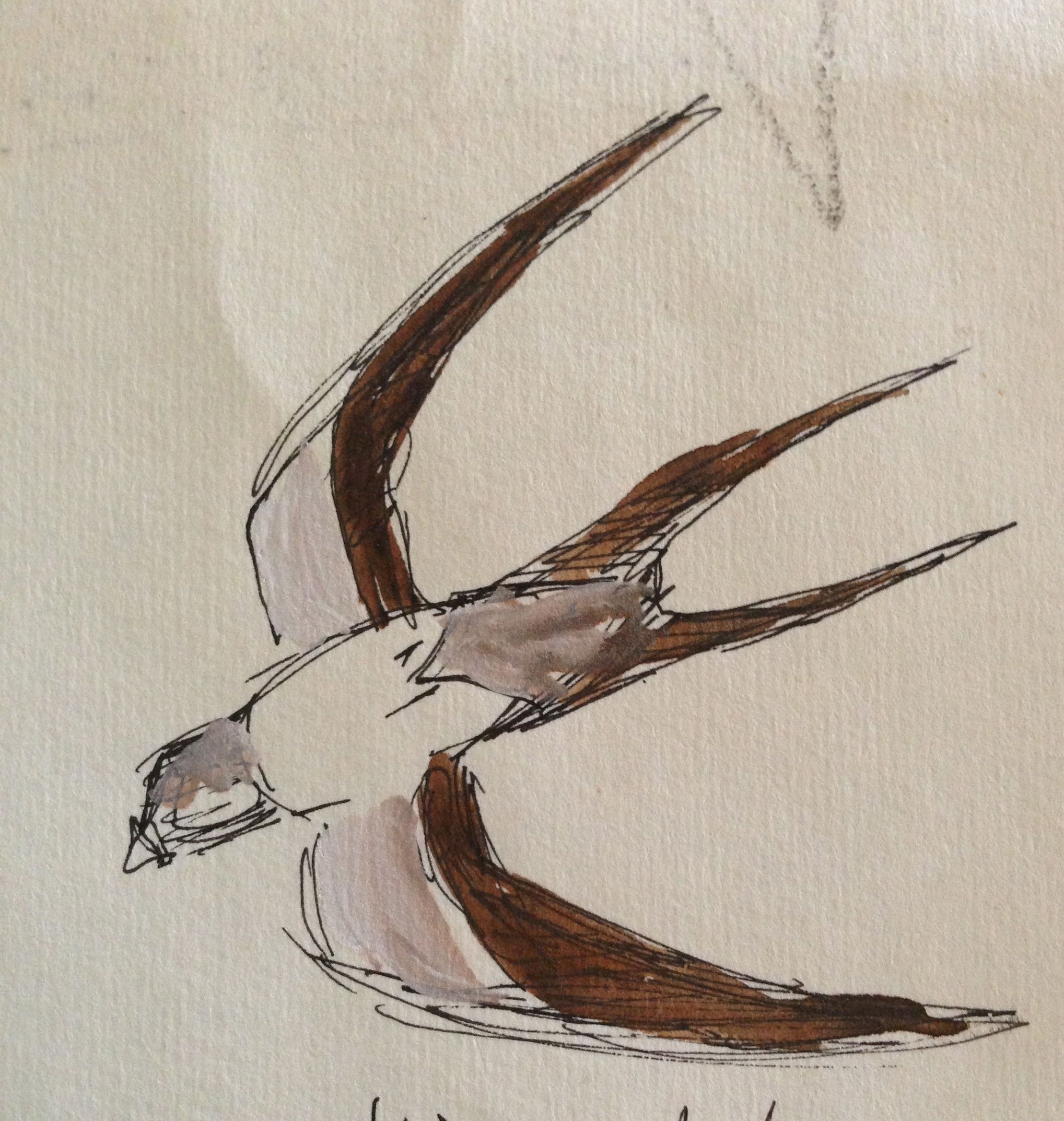 Hirondelle Tire-d’aile