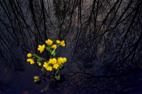 J'ai ramené cette fleur pour toi