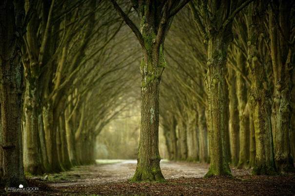 Quand l'arbre cache la forêt