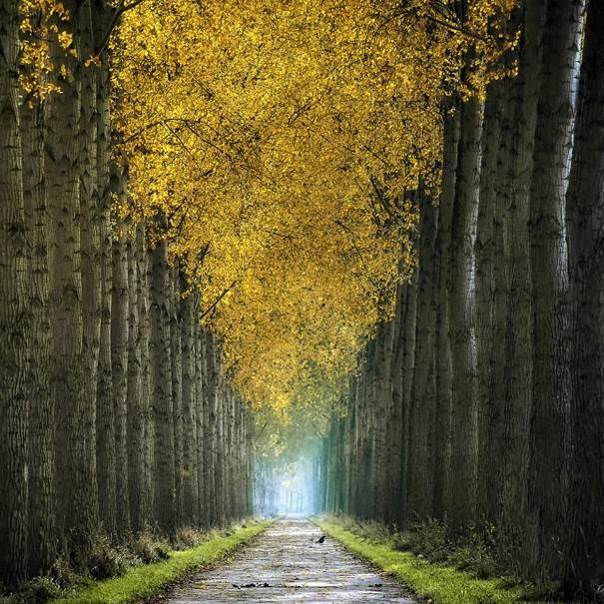 À l'orée des forêts