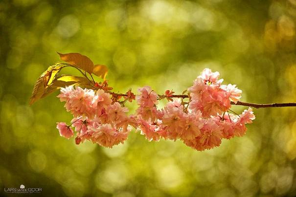 Un bouquet de printemps