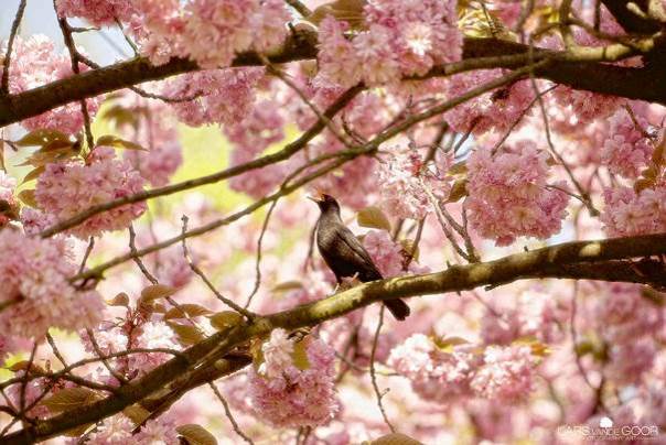 Pour qui chante l'oiseau ?