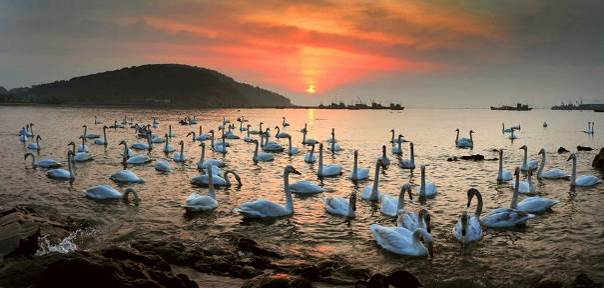 Le feu au lac des cygnes