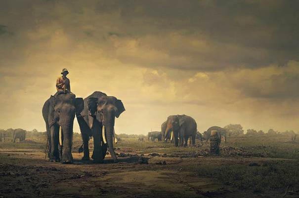 Au pays des éléphants