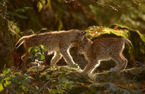 Œil de Lynx