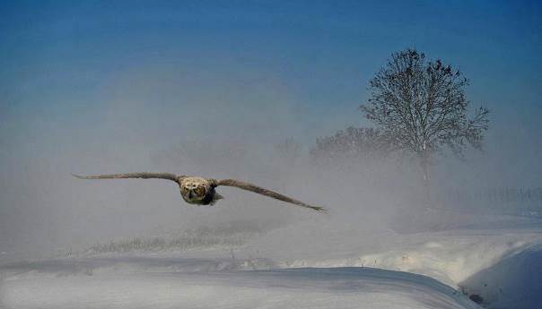 Si loin et si haut que l'oiseau