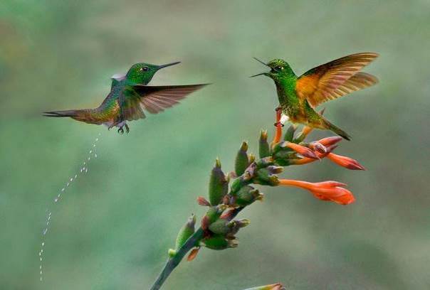 Les noces du colibri