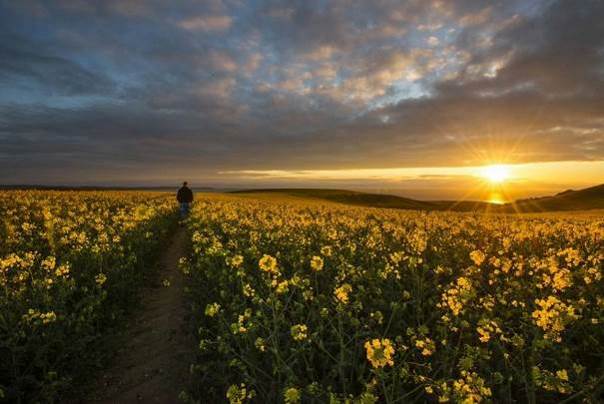 Pleins feux sur la nature