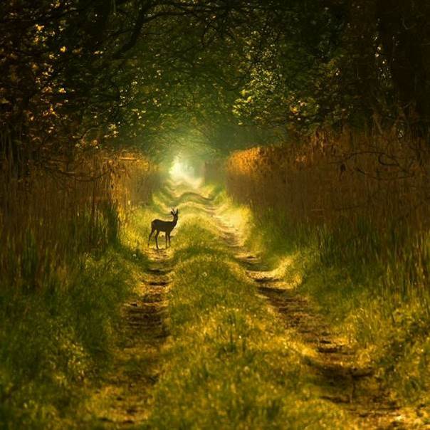 La biche aux abois