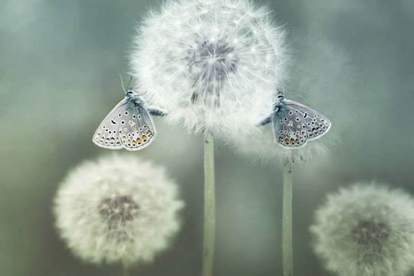 Duo de butineurs