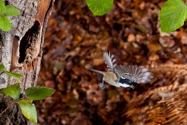 Tête de moineau