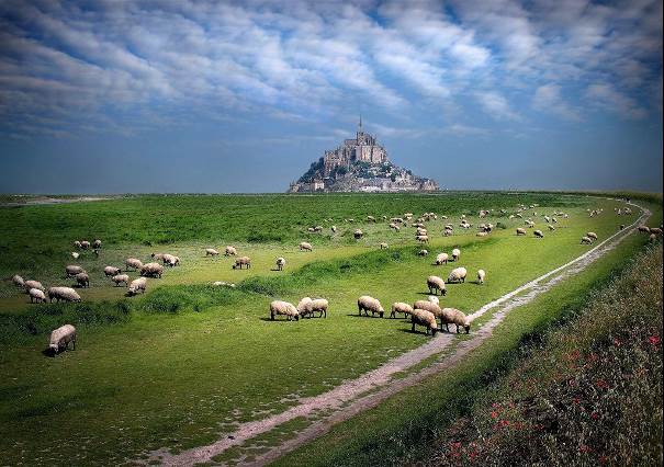 Les moutons au Mont Saint-Michel