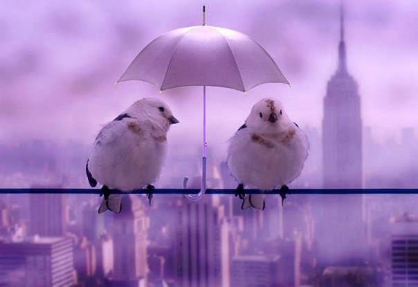 La vie en rose