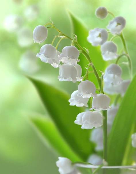 Le muguet ambassadeur