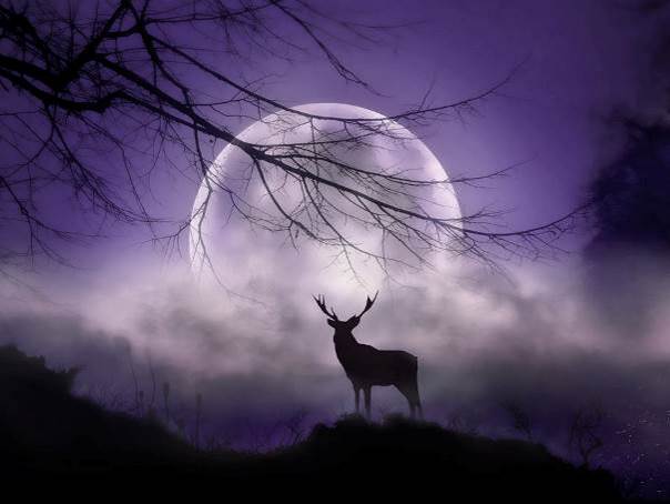 Le retour du Cerf Forever
