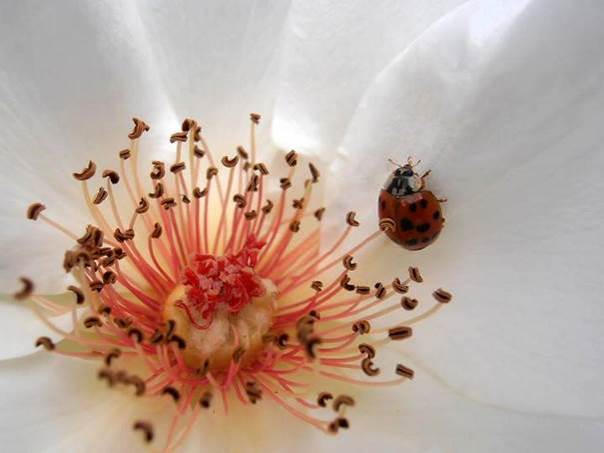 La coccinelle amoureuse