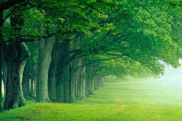 La voie verte