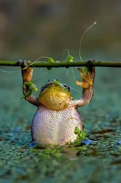 L’entrainement de la grenouille