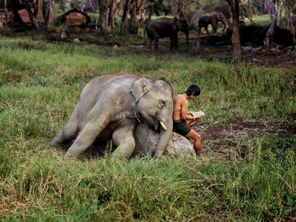 À dos d’éléphant