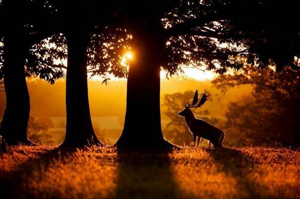 Rendez-vous cerf-volant