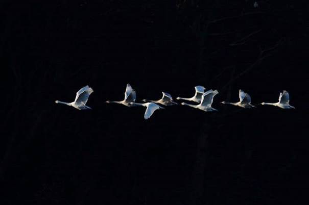 L’escadrille des Phénix