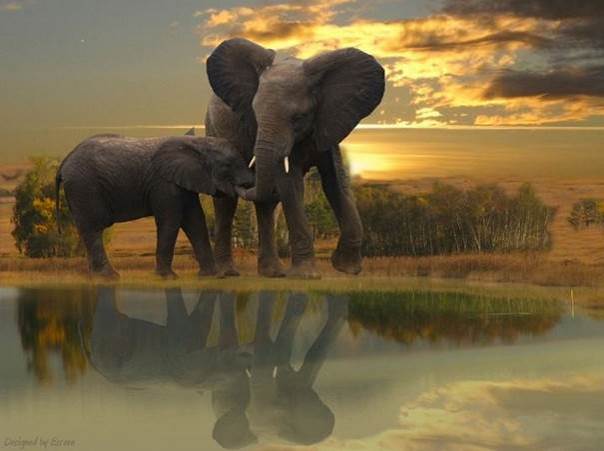 Là où va l'éléphant - 2