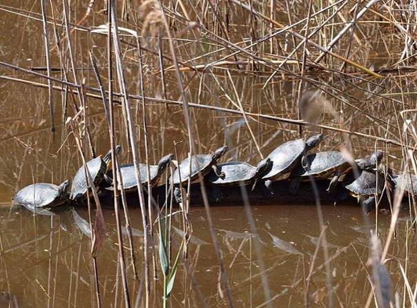 Les tortues à la queue-leu-leu