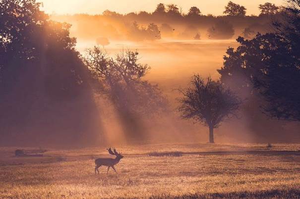 Le cerf à la botte de Never