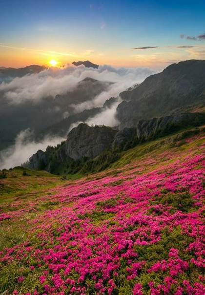 La montagne en rose