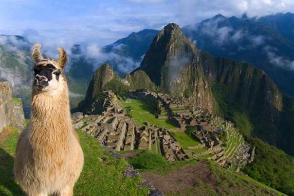 Là où va le lama