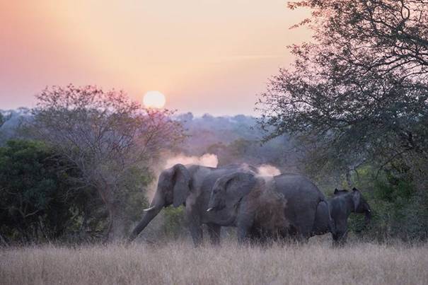 Quand fume l’éléphant