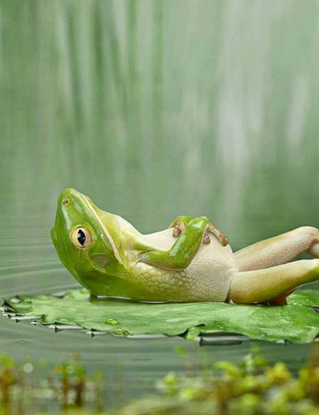La grenouille aérophagique