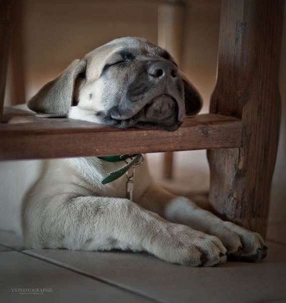 Quand les chiens seront libres