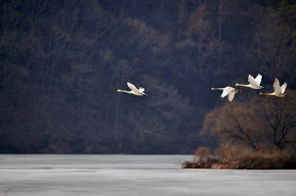 L’escadrille des oies sauvages
