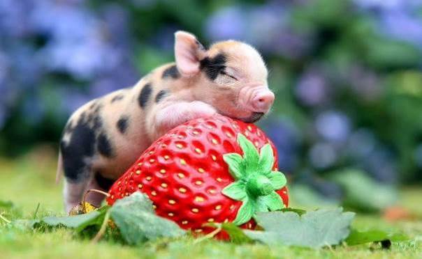Le cochon qui ramène sa fraise