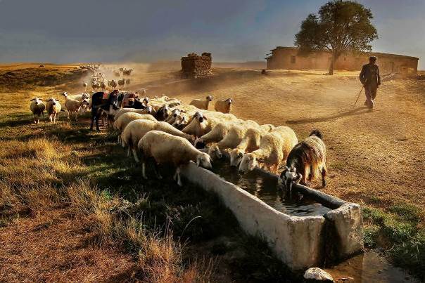 Les brebis de « Fesses-Bouc »