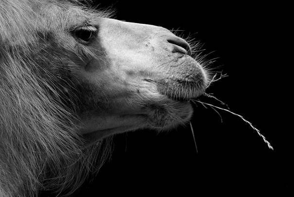 Camel a décidé d’arrêter