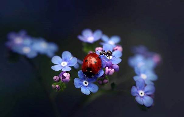 La coccinelle et la fourmi