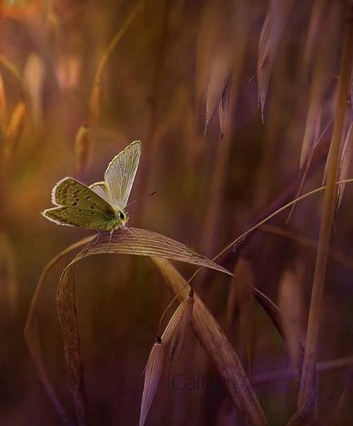 Le papillon de l’espérance