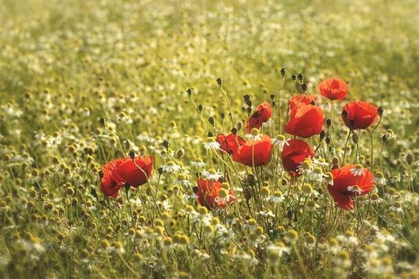 Abus de coquelicot ne nuit pas