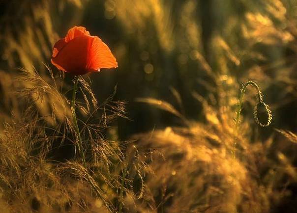 Coquelicot encore, coquelicot toujours