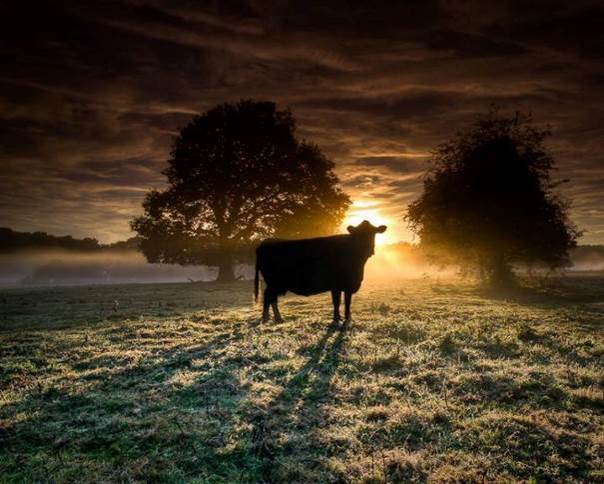 La vache sacrée