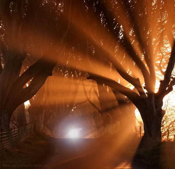 La main des arbres