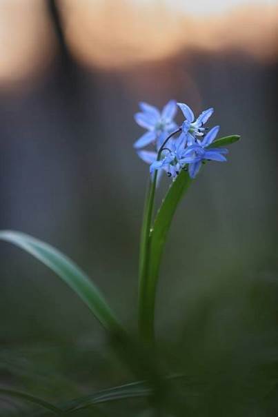 Fleur bleue