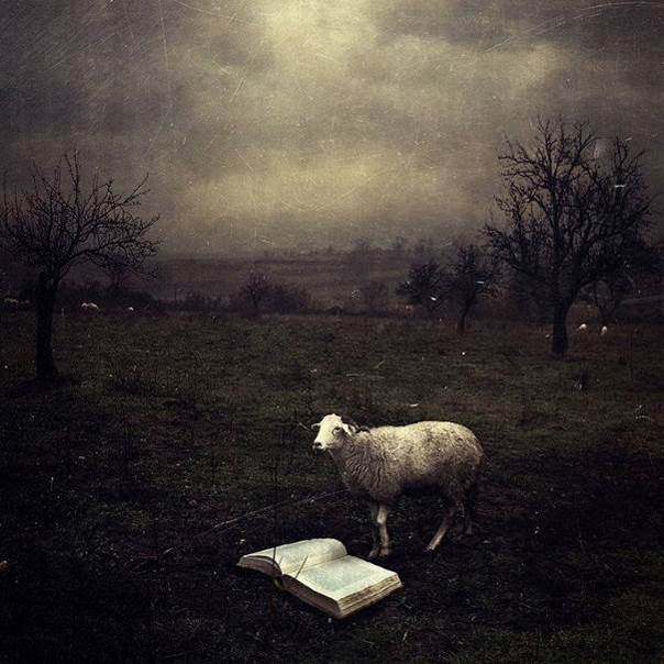 Quand les moutons liront