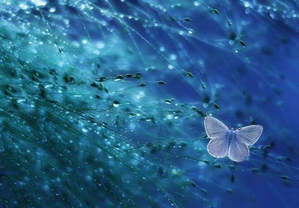 L’ovule papillon