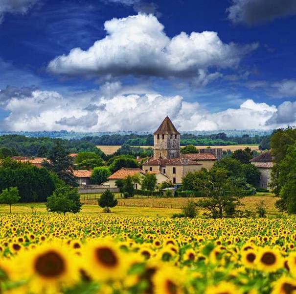Curieux tournesols