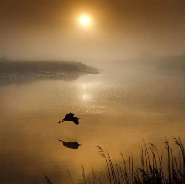 L’oiseau perception