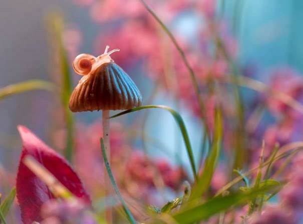 Quand l’escargot appuie sur le champignon
